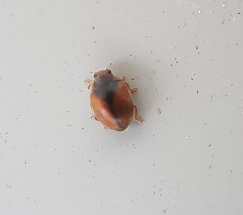Réf. 220 061 : Scymnus sp.
